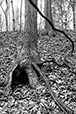 Entwined 16